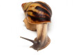 Archachatina papyracea adelinae Cameroon adult F1